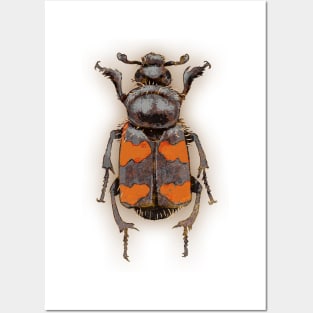 Bugs-14 Burying Beetle Posters and Art